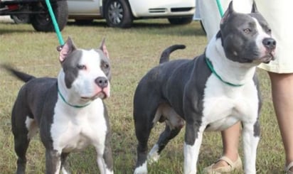 Perro pitbull mata a su dueña de 84 años en su casa en Florida