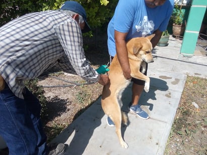 Vacunación antirrábica canina y felina  en Solidaridad