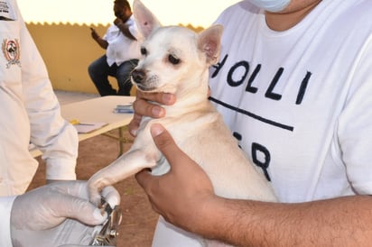 Más de mil acciones se aplican en la campaña antirrábica