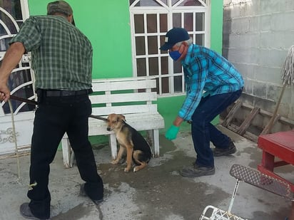 Sigue campaña de vacunación antirrábica en San Buena 