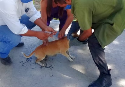 Y sigue la campaña de vacunación antirrábica