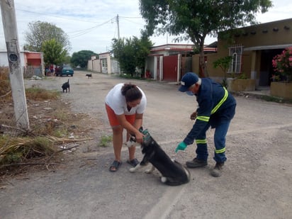 Exhortan a dueños de perros y gatos vacunarlos