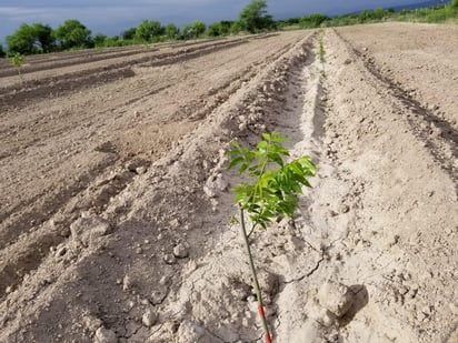 Reverdecen parcelas del campo sembradas entre mayo y junio