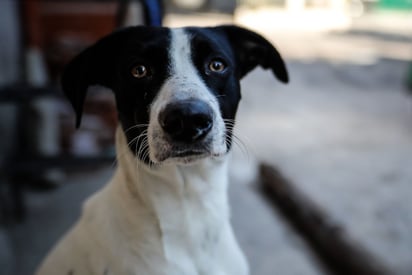 Así puedes evitar que el ruido altere a tu perro: Algunos estímulos auditivos pueden afectar su salud y bienestar