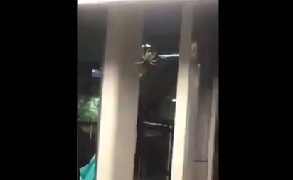 No encontraron a la araña 'gigante' de la estación del Metro de la CDMX