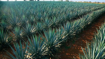 Conoce el destilado de agave de Chiapas