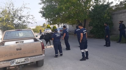 Vaca desquicia a Bomberos en Monclova