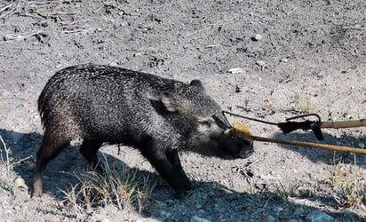 Los animales salvajes dejan de temer a sus depredadores tras vivir cautivos