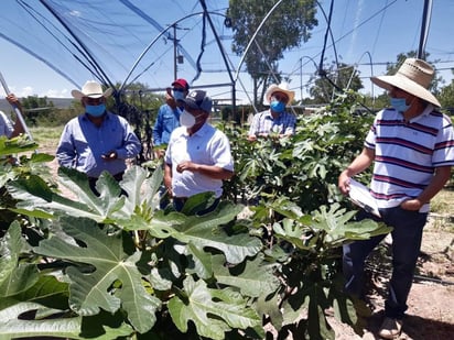 Producción del higo está garantizada en San Buenaventura 