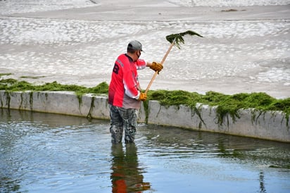 Extraen alga marina del Río Monclova