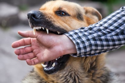 Otro problema de salud pública, son las mordidas de perro