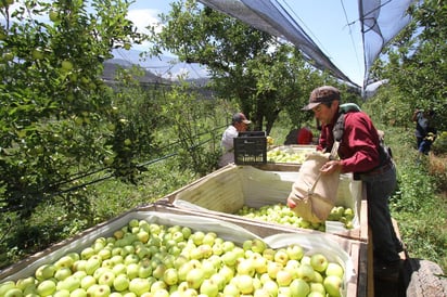 Vivero de manzano da  mejor productividad