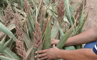 Afecta plaga 35 hectáreas de siembra en Nadadores