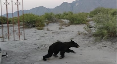 Crea Oso temor en Lamadrid 