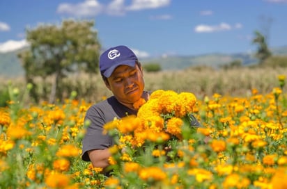 Invitan a comprar flores de cempasúchil cosechadas en las chinampas