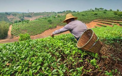 Campo, preso de una embestida  por políticas públicas: CNA