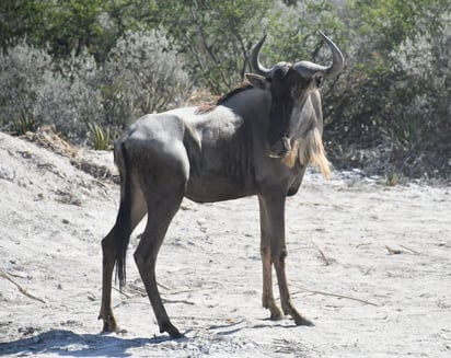 Llegan animales de África al Ecoparque de Monclova