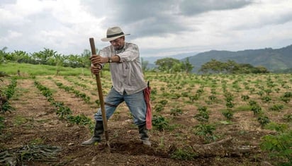 Austeridad deja sin seguros al sector agropecuario