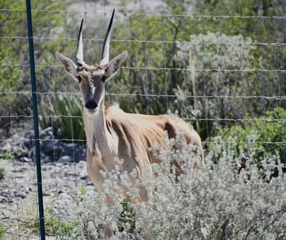 ‘Ecoparque Monclova’ podría abrir en el mes de noviembre