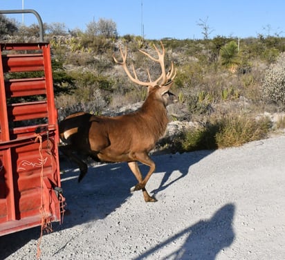 Llegan nuevas especies al ‘Ecoparque Monclova’