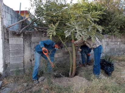 Trasplanta Ecología 3 árboles que obstruyen