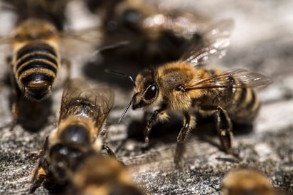 ¿Piquetes de abejas para mejorar la salud durante la pandemia?: Según apicultores, estos insectos dejan un veneno conocido como apitoxina con múltiples beneficios