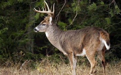 Abierta cacería de venado a pesar del Covid: Alcalde