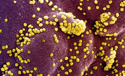 Identifican compuesto que bloquea acceso del coronavirus