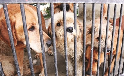 En Yucatán marchan para exigir freno al maltrato animal