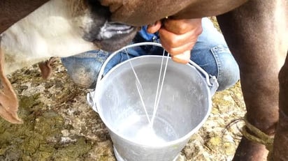 Bajas temperaturas afecta a productores de Nadadores