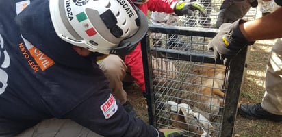 Capturan a un coyote dentro de clínica del IMSS en Monterrey: Hasta el momento se desconoce cómo llegó hasta este sitio, pues se localiza en medio de la mancha urbana