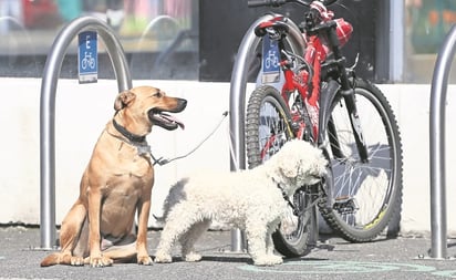 Juez deja libre a presunto agresor de perrita quemada con ácido