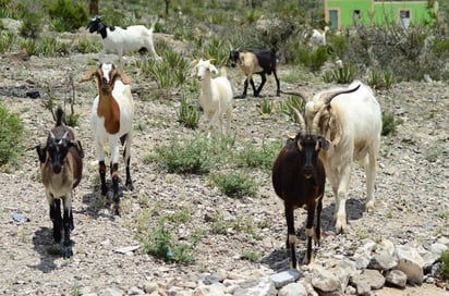 Reciben18 sementales productores de la región