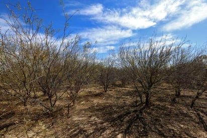 Vigilan la ‘tala clandestina’ en comunidades rurales