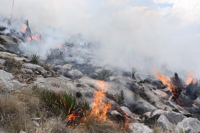 Controlan incendio de  la Sierra de Zapalinamé