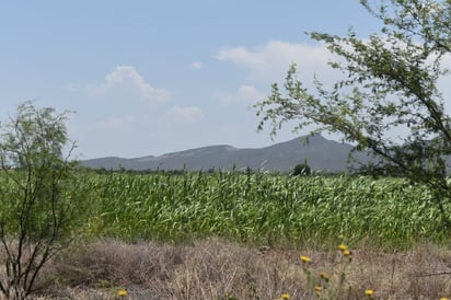 Esperan productores de la Región Centro un 2021 de mejor presupuesto para el campo