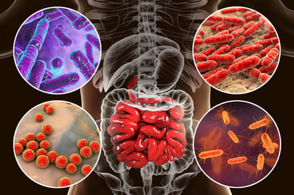 La microbiota intestinal también depende de la dieta que se sigue