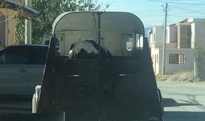 Retiran animal que despedía malos olores en la cuadra en Frontera