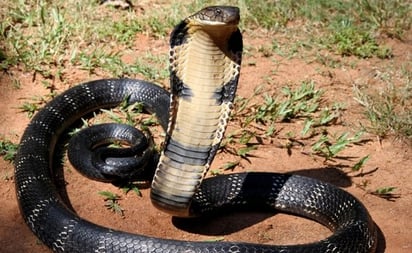 Serpiente que parecen salidas de una pesadilla