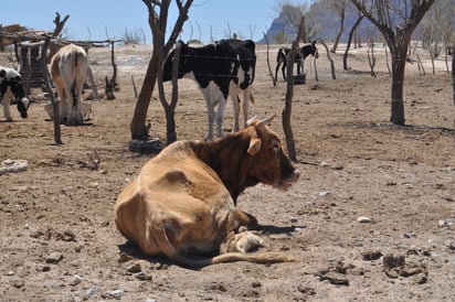 Dejó de recibir el campo 120 mdp