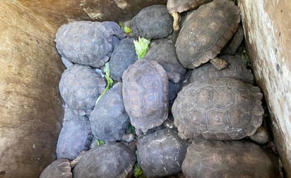 Trasladan a zoológico de Culiacán especies aseguradas en Iztapalapa