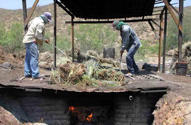 Candelilleros buscan otras opciones para sobrevivir