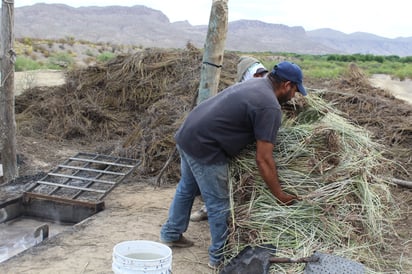 Sin permiso 100 candelilleros de Ocampo para exportar a Europa