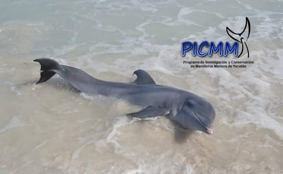 Rescatan a delfín varado en puerto de Las Coloradas, Yucatán