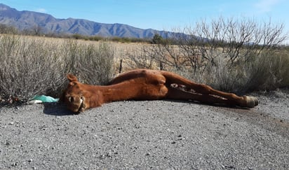 Atropellan y matan a 2 equinos en carretera 30