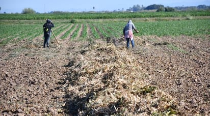 Agonizan productores del campo por falta de apoyo 