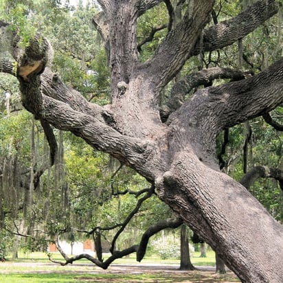 Invitan a fotografiar el árbol más maltratado