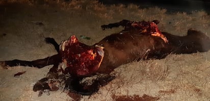 Destroza un caballo con potente tráiler