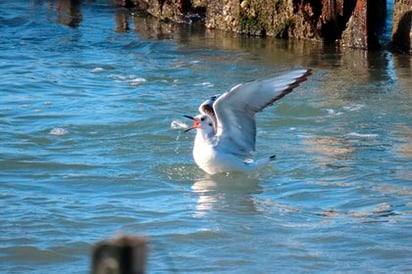 Descubren en Florida presencia 'extremadamente rara' de gaviota de Islandia