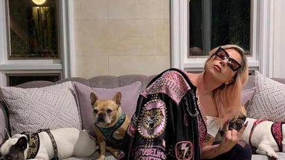 Lady Gaga: Desesperada por sus mascotas ofrece 10 mdp por recuperarlos